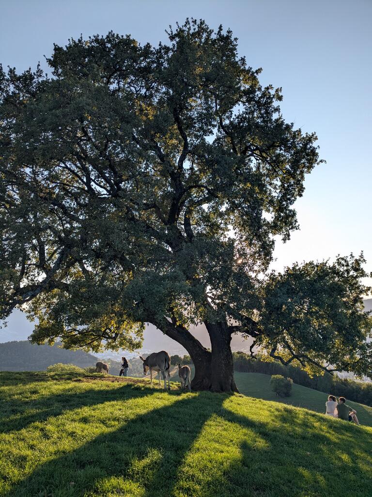 Le chêne de Venon (Die Eiche aus Venon) 